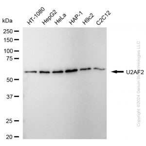 KD-Validated U2AF2 Rabbit mAb (20 μl)