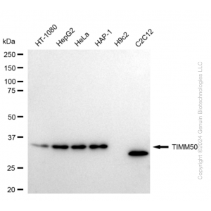 KD-Validated TIMM50 Rabbit mAb (20 μl)
