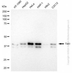 KD-Validated TIA1 Rabbit mAb (20 μl)