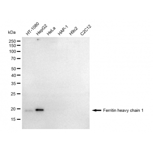 KD-Validated FTH1 Rabbit mAb (20 μl)
