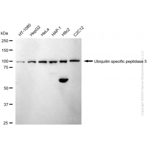 KD-Validated USP5 Rabbit mAb (20 μl)