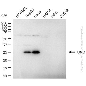 KD-Validated UNG Rabbit mAb (20 μl)