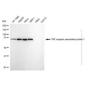 KD-Validated TRAP1 Rabbit mAb (20 μl)