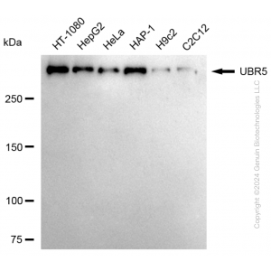 KD-Validated UBR5 Rabbit mAb (20 μl)