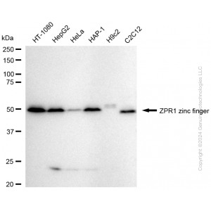 KD-Validated ZPR1 Rabbit mAb (20 μl)