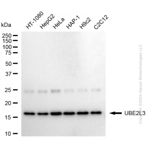 KD-Validated UBE2L3 Rabbit mAb (20 μl)