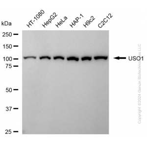 KD-Validated USO1 Rabbit mAb (20 μl)