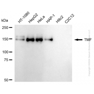 KD-Validated TMF1 Rabbit mAb (20 μl)