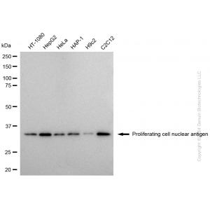 KD-Validated PCNA Mouse mAb (20 μl)
