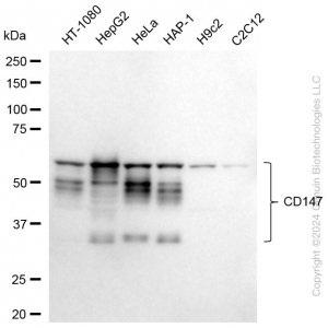 KD-Validated BSG Rabbit mAb (20 μl)