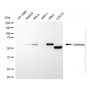 KD-Validated CAT Rabbit mAb (20 μl)