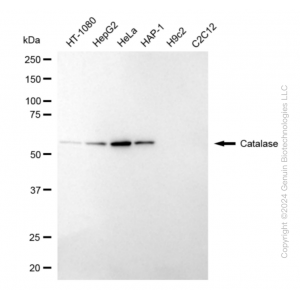 KD-Validated CAT Rabbit mAb (20 μl)