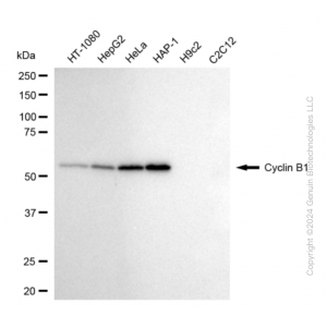 KD-Validated CCNB1 Rabbit mAb (20 μl)