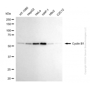 KD-Validated CCNB1 Rabbit mAb (20 μl)