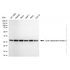 KD-Validated CDK2 Rabbit mAb (20 μl)