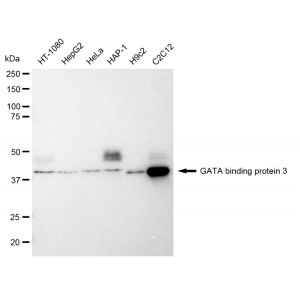KD-Validated GATA3 Rabbit mAb (20 μl)