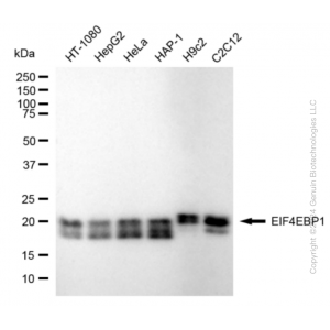 KD-Validated EIF4EBP1 Rabbit mAb (20 μl)