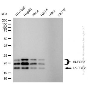 KD-Validated FGF2 Rabbit mAb (20 μl)