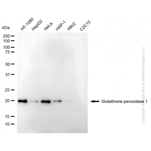KD-Validated GPX1 Rabbit mAb (20 μl)