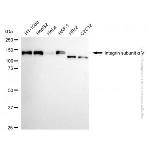 KD-Validated ITGAV Rabbit mAb (20 μl)