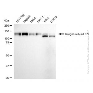 KD-Validated ITGAV Rabbit mAb (20 μl)