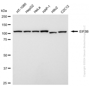 KD-Validated EIF3B Rabbit mAb (20 μl)