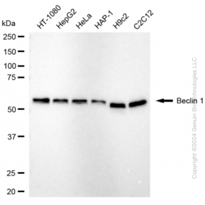 KD-Validated BECN1 Rabbit mAb (20 μl)