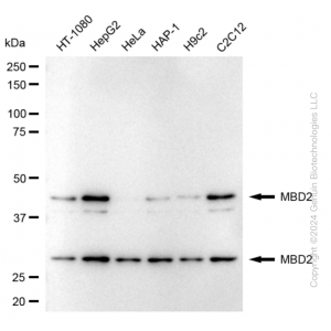 KD-Validated MBD2 Rabbit mAb (20 μl)