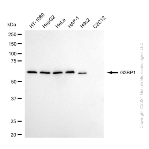 KD-Validated G3BP1 Rabbit mAb (20 μl)