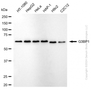 KD-Validated G3BP1 Rabbit mAb (20 μl)