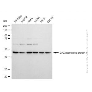 KD-Validated DAZAP1 Rabbit mAb (20 μl)