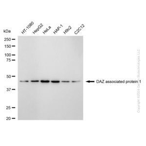 KD-Validated DAZAP1 Rabbit mAb (20 μl)