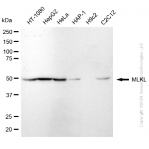 KD-Validated MLKL Rabbit mAb (20 μl)