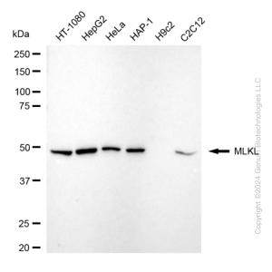 KD-Validated MLKL Rabbit mAb (20 μl)