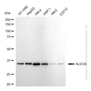 KD-Validated ALDOA Rabbit mAb (20 μl)