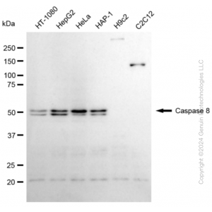 KD-Validated CASP8 Rabbit mAb (20 μl)