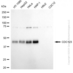 KD-Validated CDC123 Rabbit mAb (20 μl)