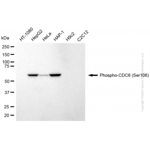 KD-Validated Phospho-CDC6 (Ser106) Rabbit mAb (20 μl)