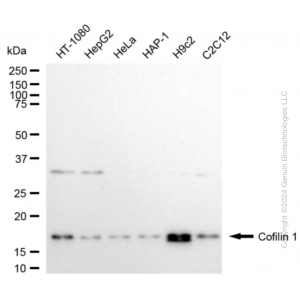 KD-Validated CFL1 Rabbit mAb (20 μl)