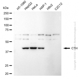 KD-Validated CTH Rabbit mAb (20 μl)