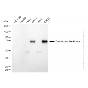 KD-Validated DCLK1 Rabbit mAb (20 μl)