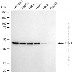 KD-Validated FEN1 Rabbit mAb (20 μl)
