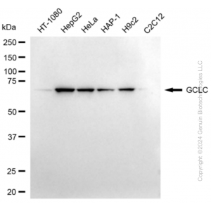 KD-Validated GCLC Rabbit mAb (20 μl)