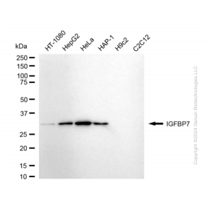 KD-Validated IGFBP7 Rabbit mAb (20 μl)