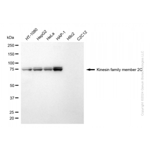 KD-Validated KIF2C Rabbit mAb (20 μl)