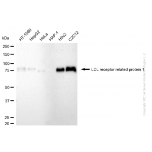 KD-Validated LRP1 Rabbit mAb (20 μl)