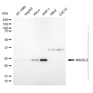 KD-Validated MAD2L2 Rabbit mAb (20 μl)