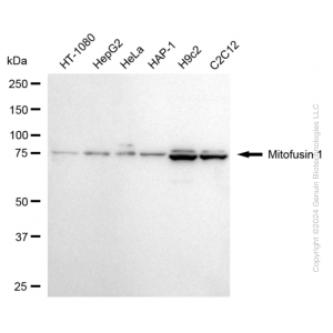 KD-Validated MFN1 Rabbit mAb (20 μl)