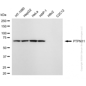 KD-Validated PTPN11 Rabbit mAb (20 μl)