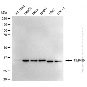 KD-Validated TIMM50 Rabbit mAb (20 μl)